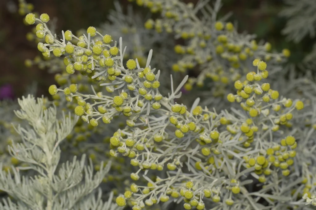 Artemisia Arborescens