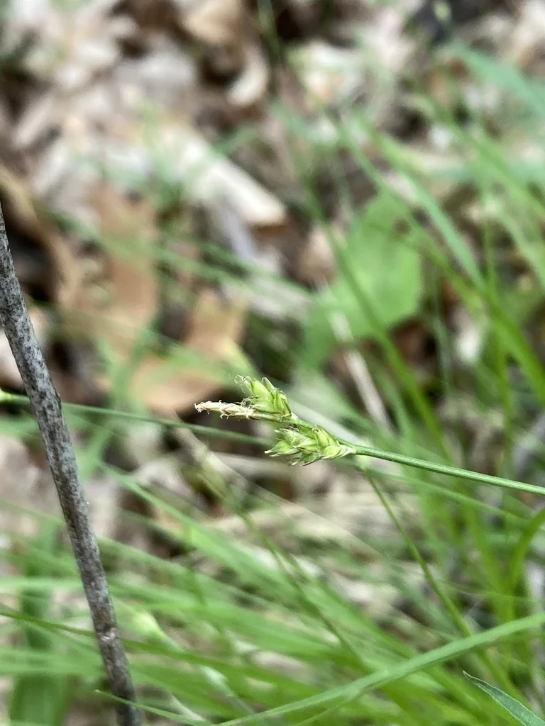 Carex Albicans