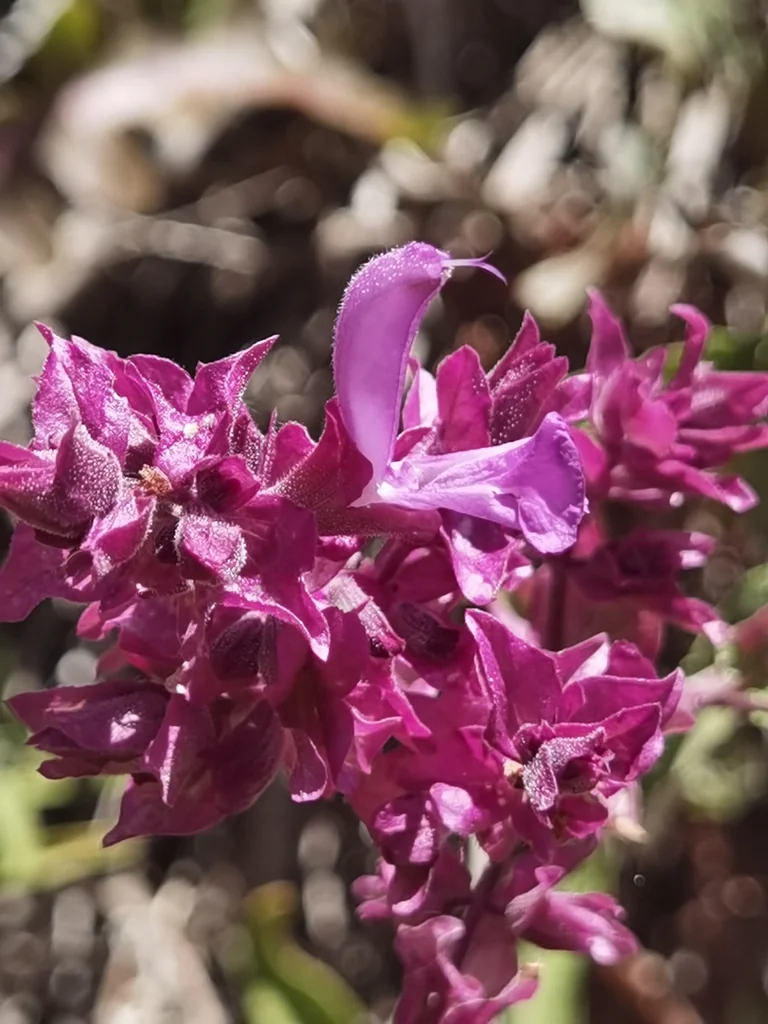 Salvia Canariensis