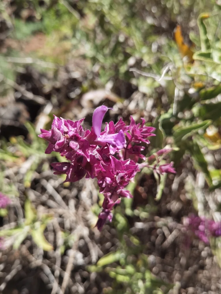 Salvia Canariensis