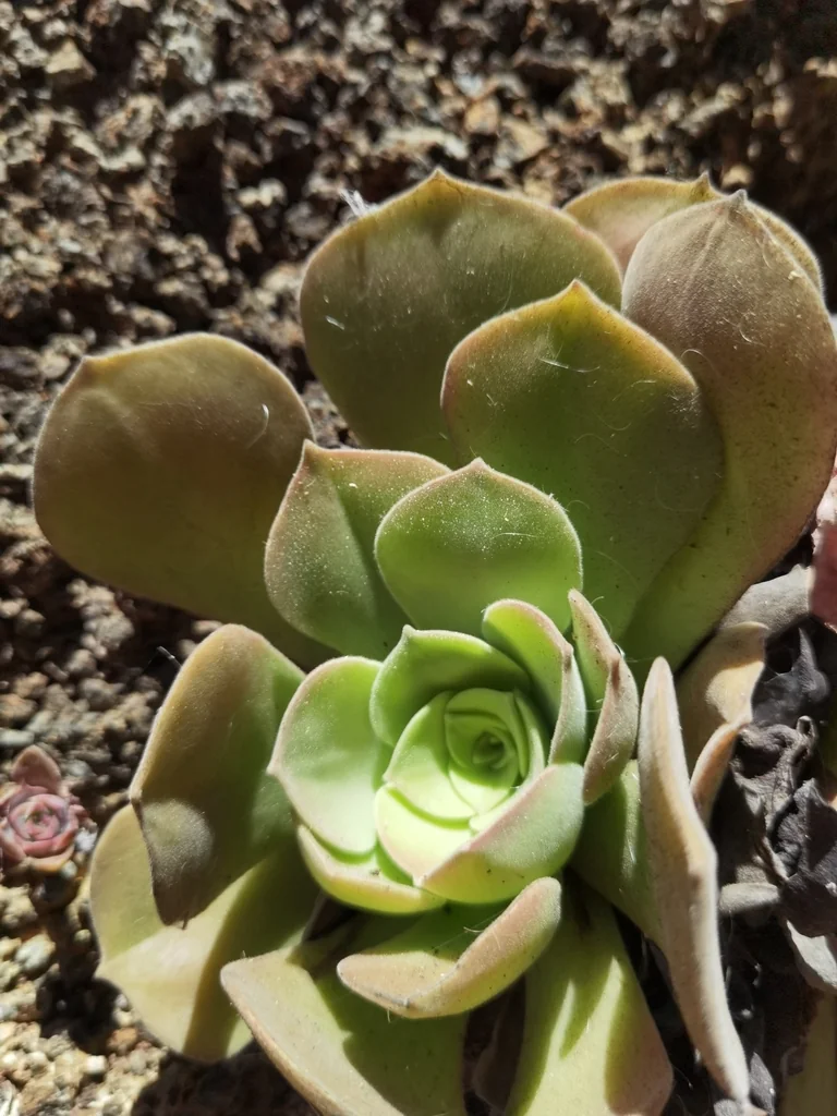 Aeonium Canariense