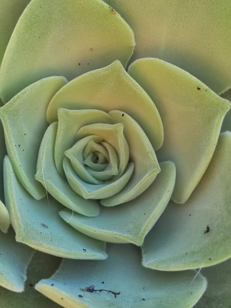Aeonium Canariense