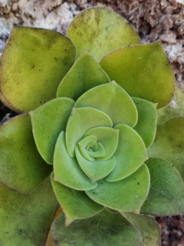 Aeonium Canariense