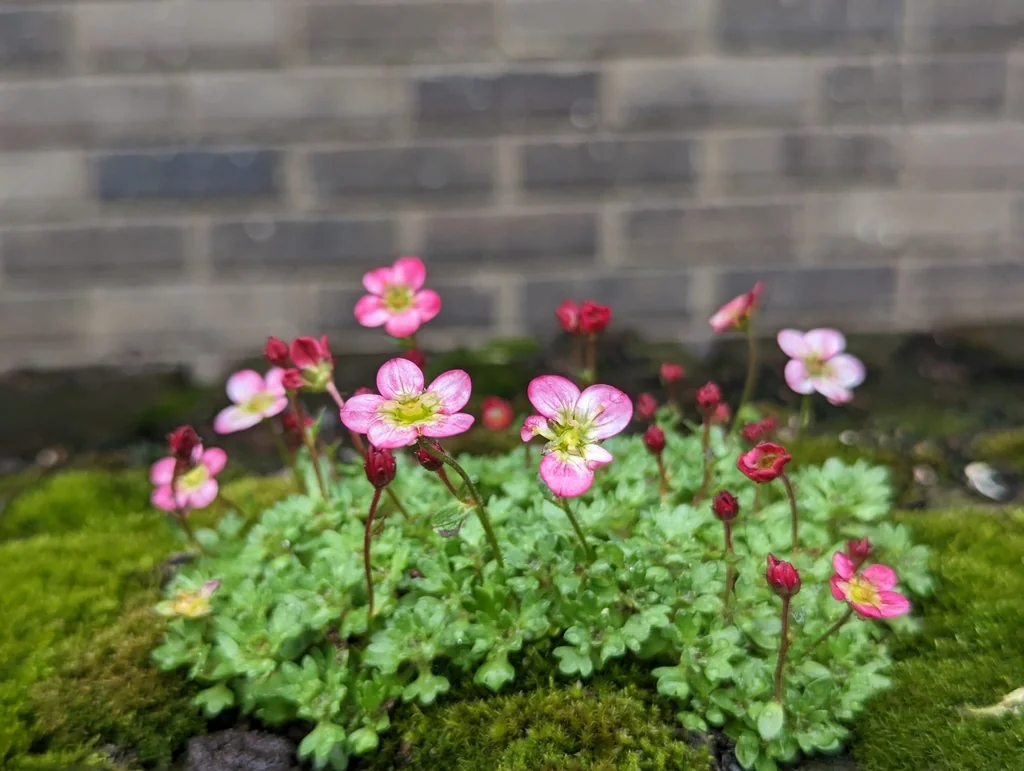 Saxifraga X Arendsii