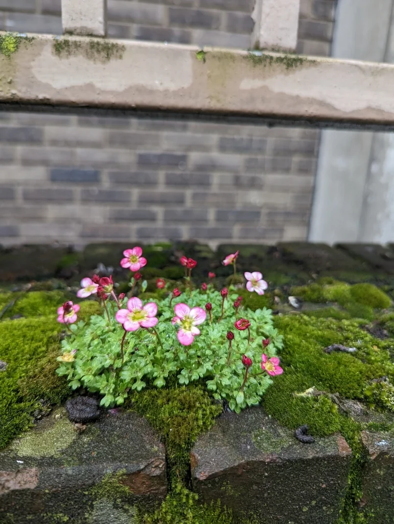 Saxifraga X Arendsii