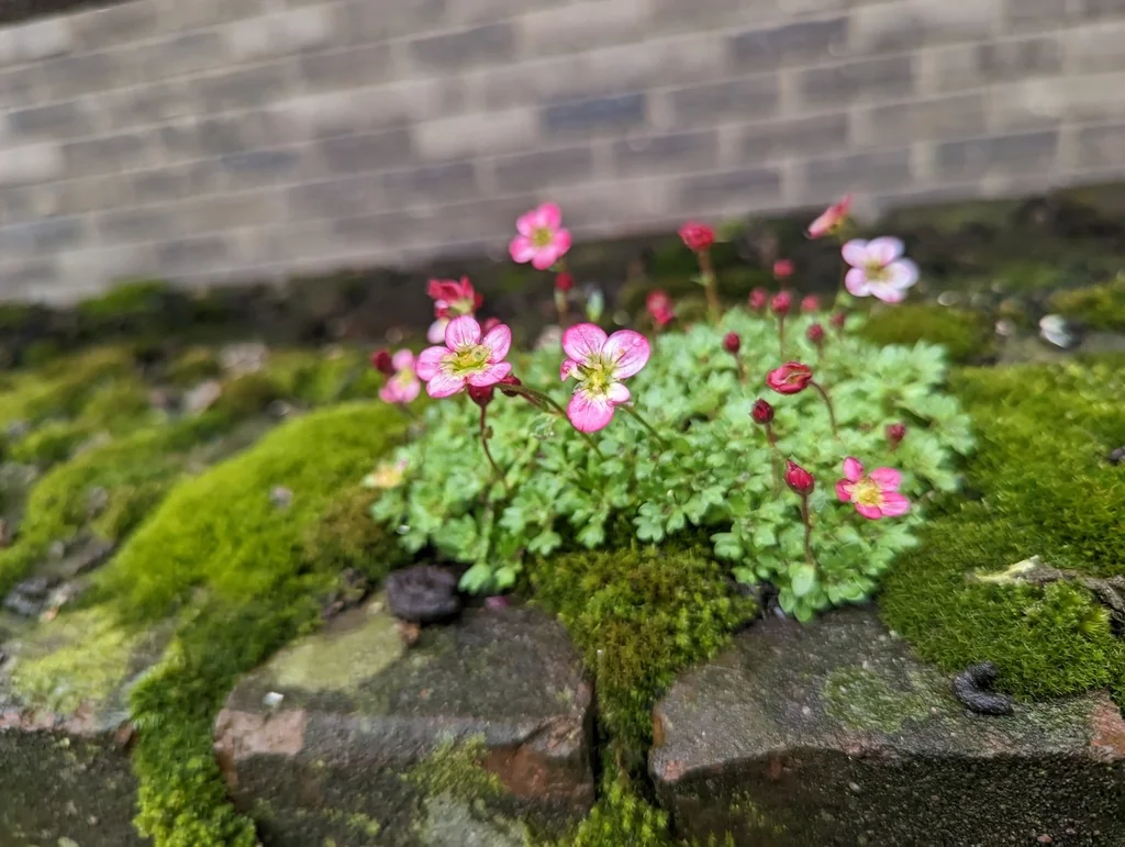 Saxifraga X Arendsii