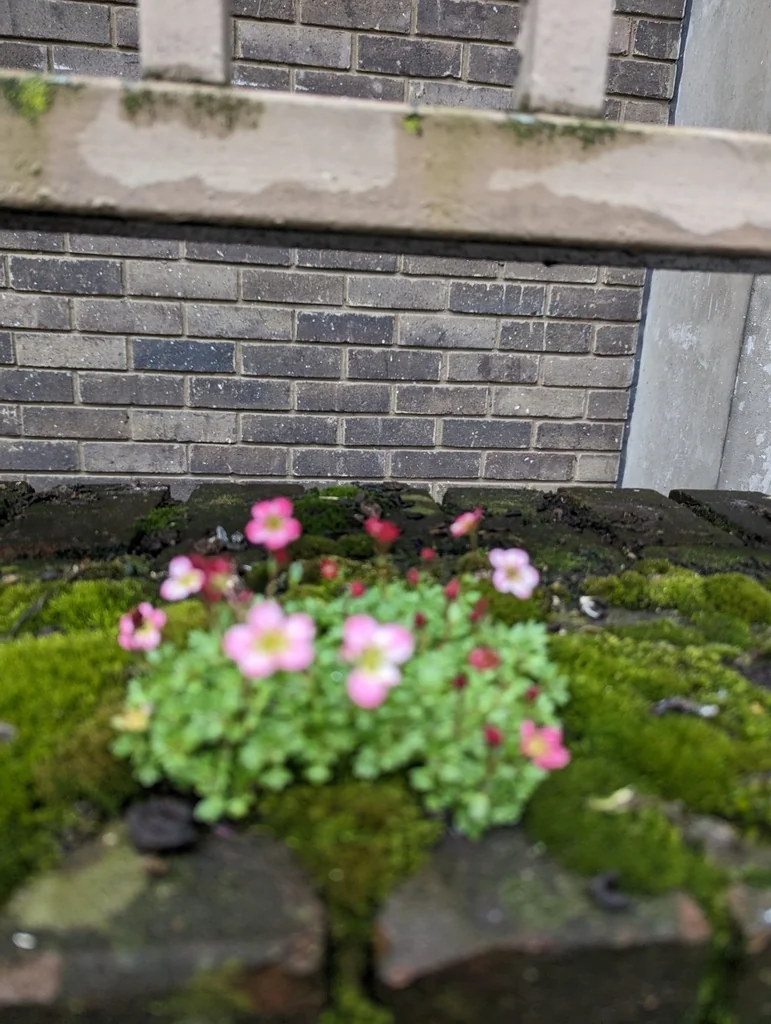Saxifraga X Arendsii