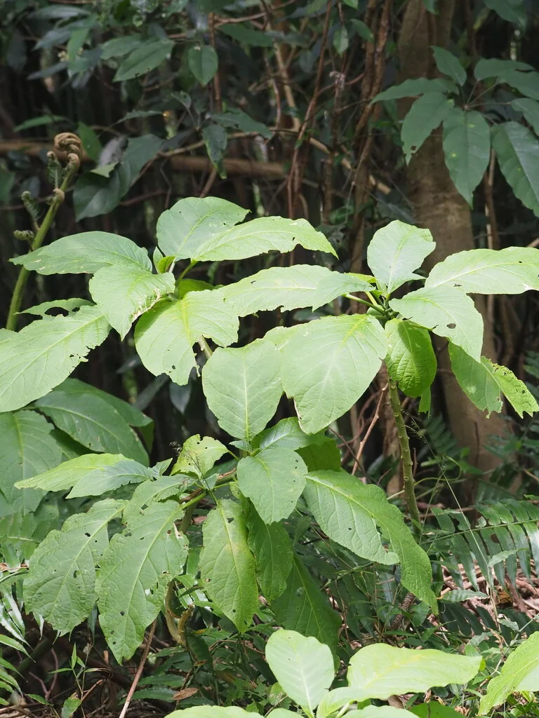 Brugmansia Suaveolens