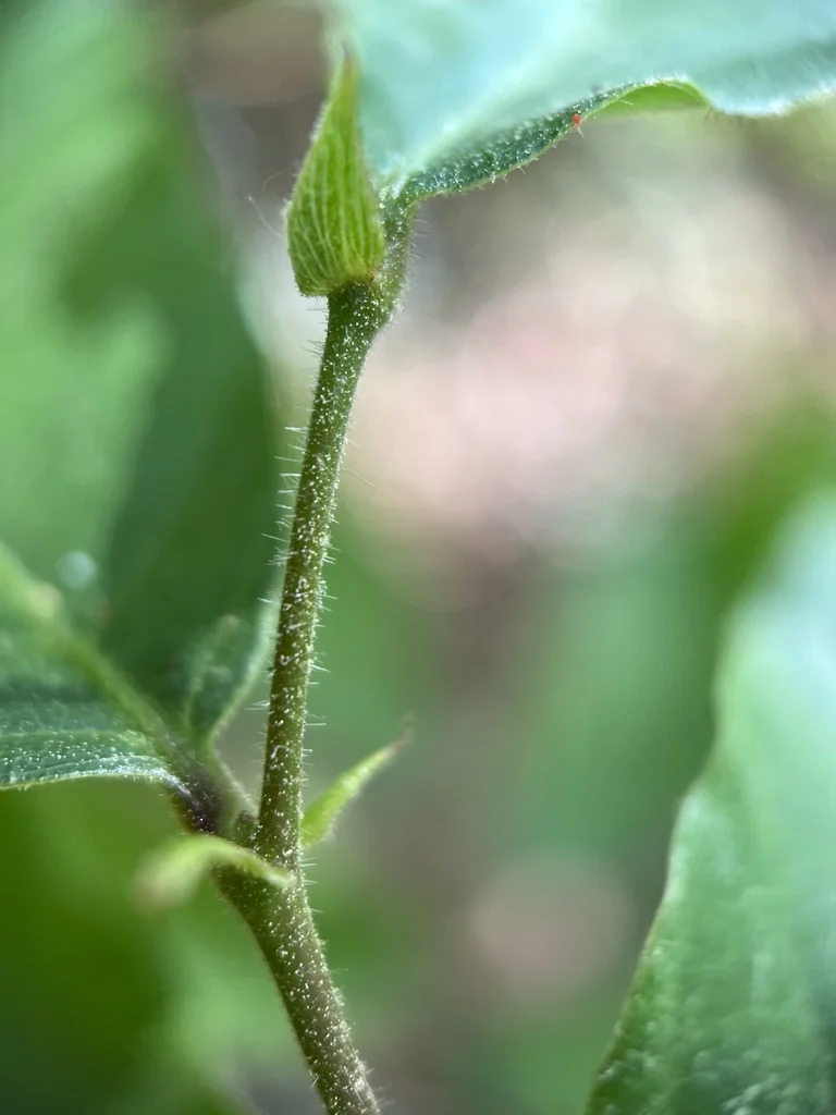 Castanea Mollissima
