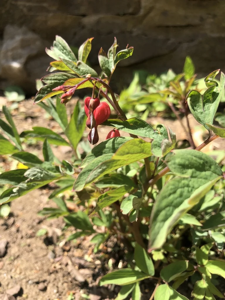 Dicentra spectabilis