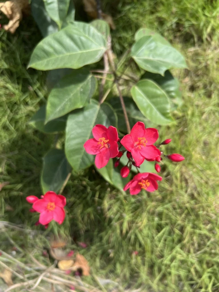 Jatropha Integerrima