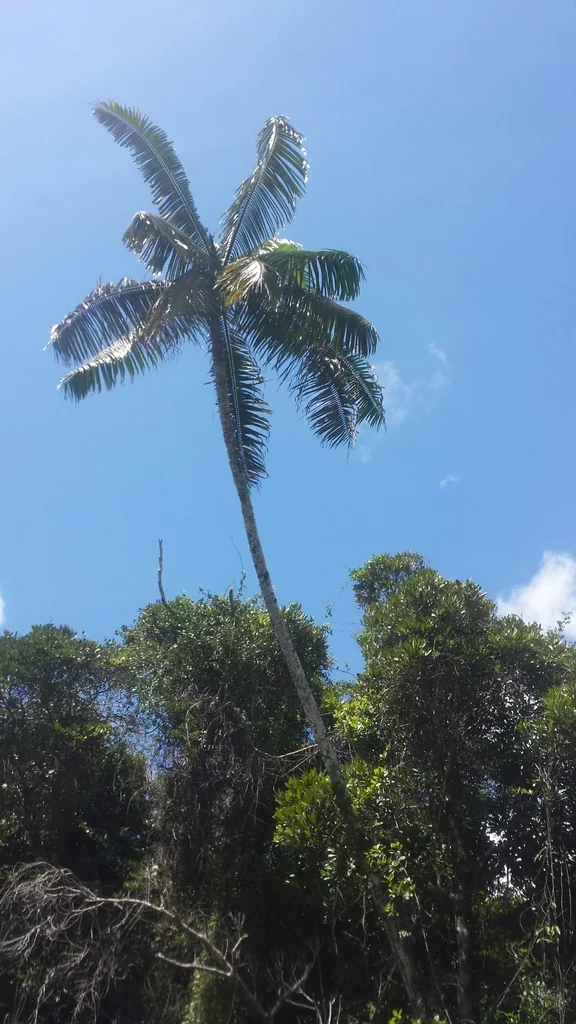 Dypsis lastelliana