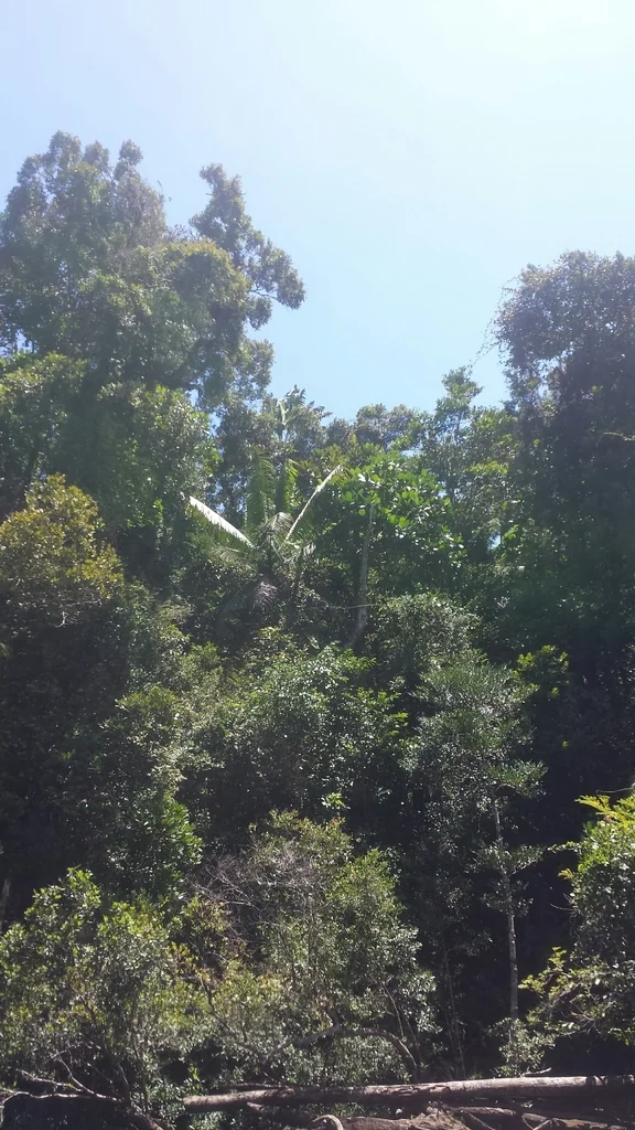Dypsis lastelliana