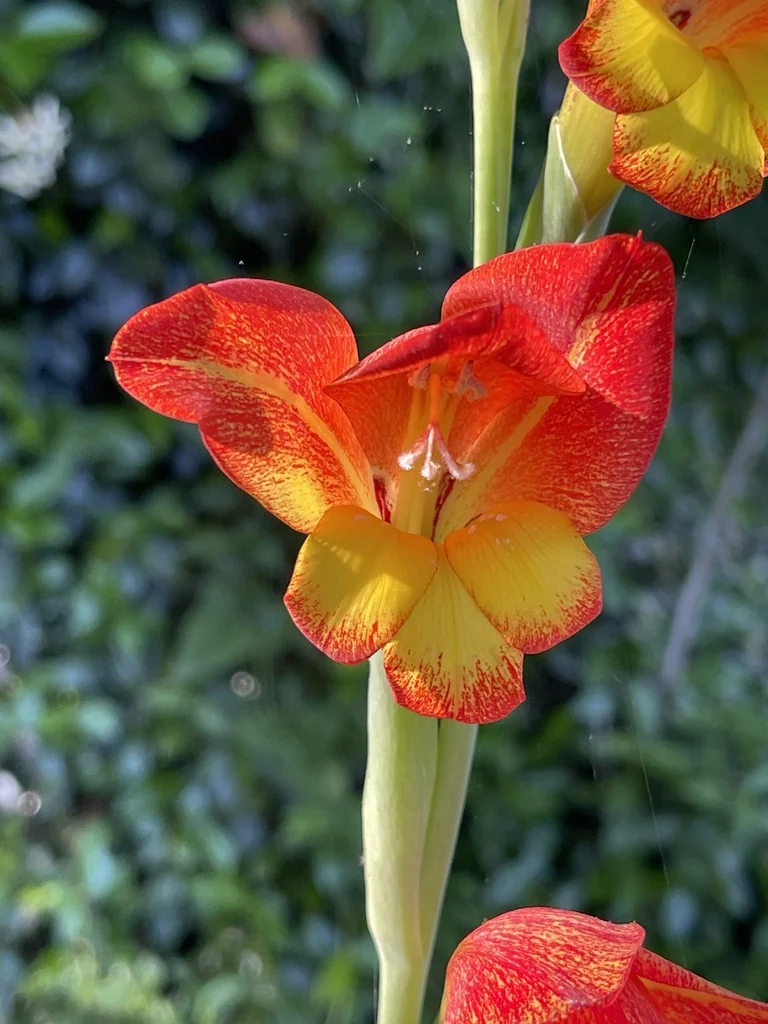 Gladiolus Dalenii