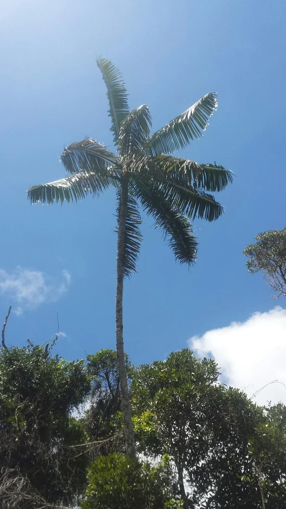 Dypsis lastelliana