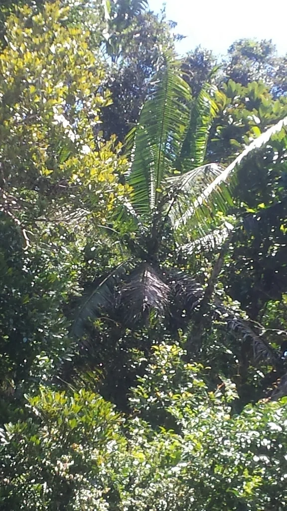 Dypsis lastelliana