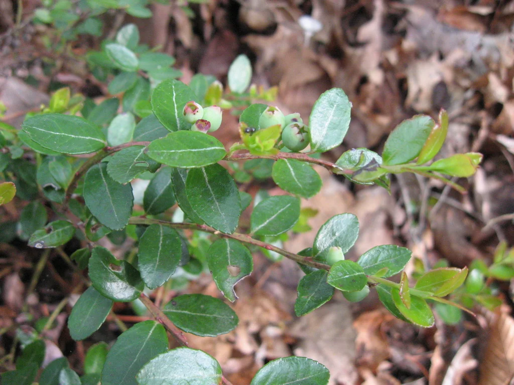 Gaylussacia Brachycera