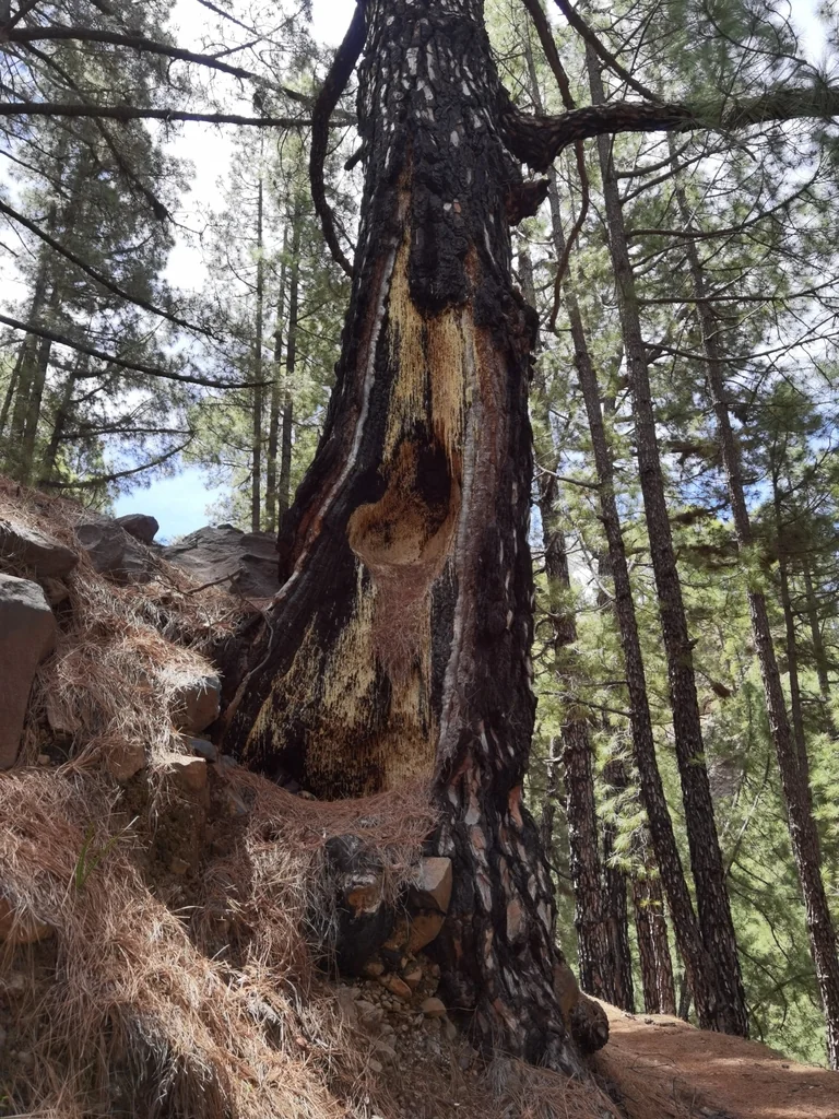 Pinus Canariensis