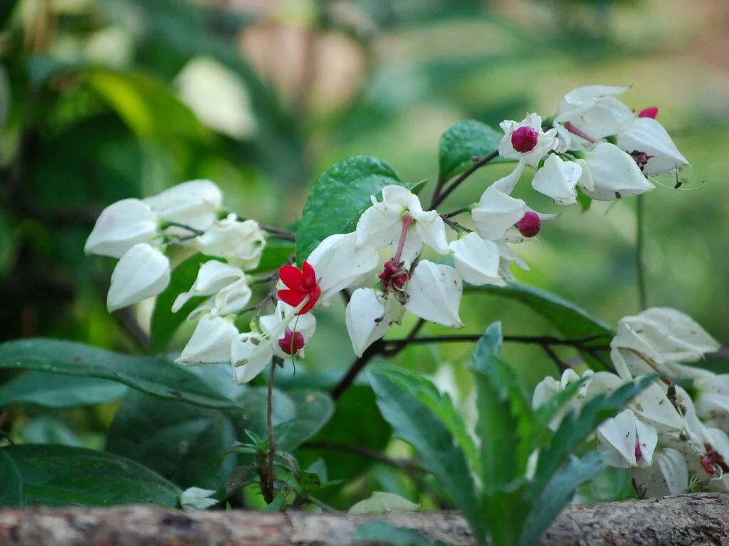 Clerodendrum Thomsoniae
