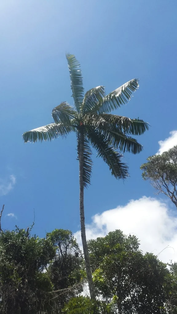 Dypsis lastelliana