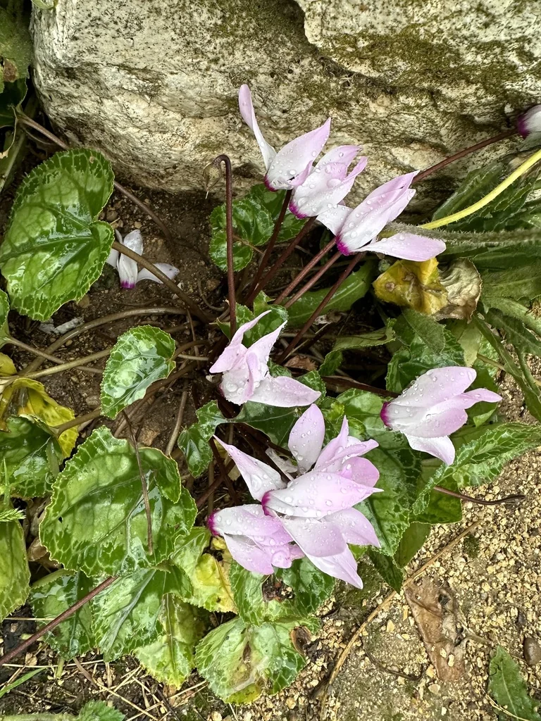 Cyclamen Persicum
