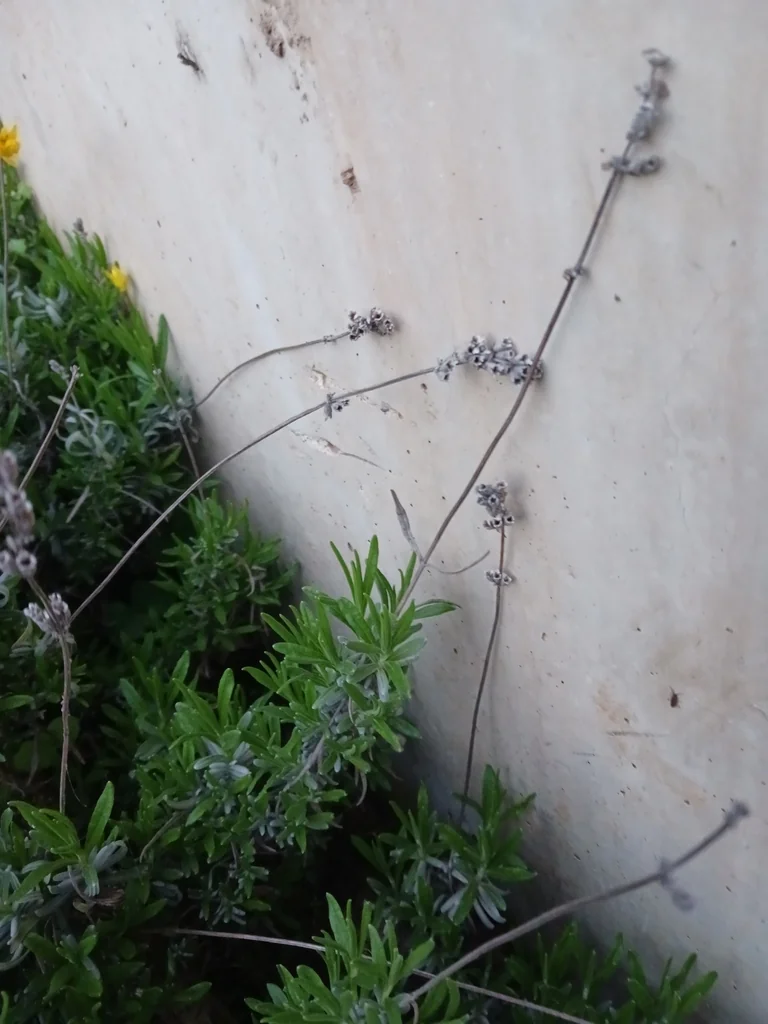 Lavandula angustifolia