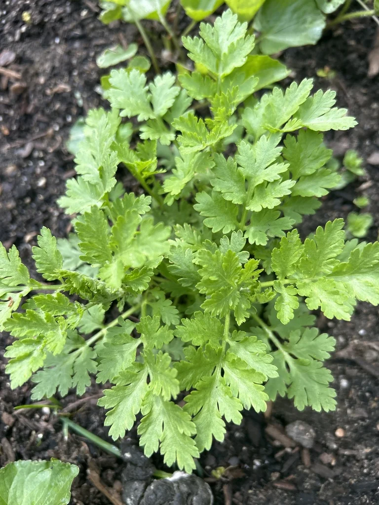 Coriandrum Sativum