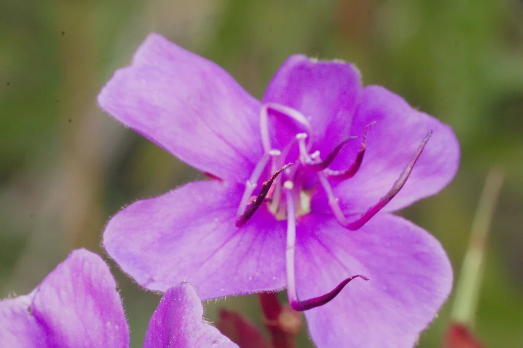 Tibouchina Urvilleana