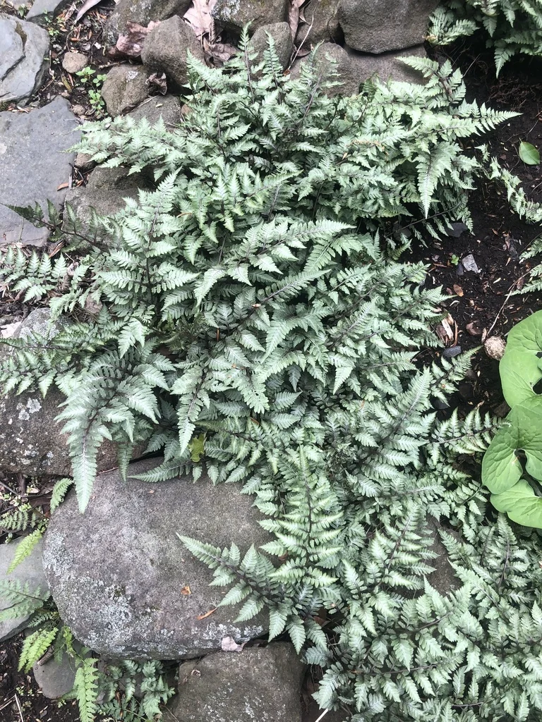 Athyrium Niponicum Var. Pictum
