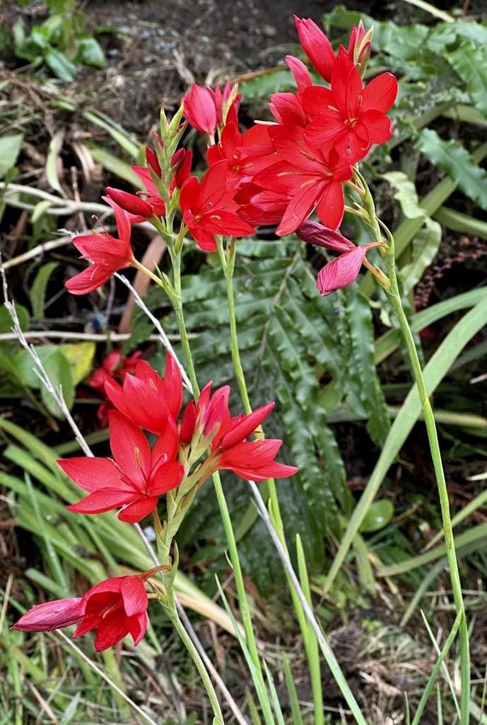 Schizostylis Coccinea