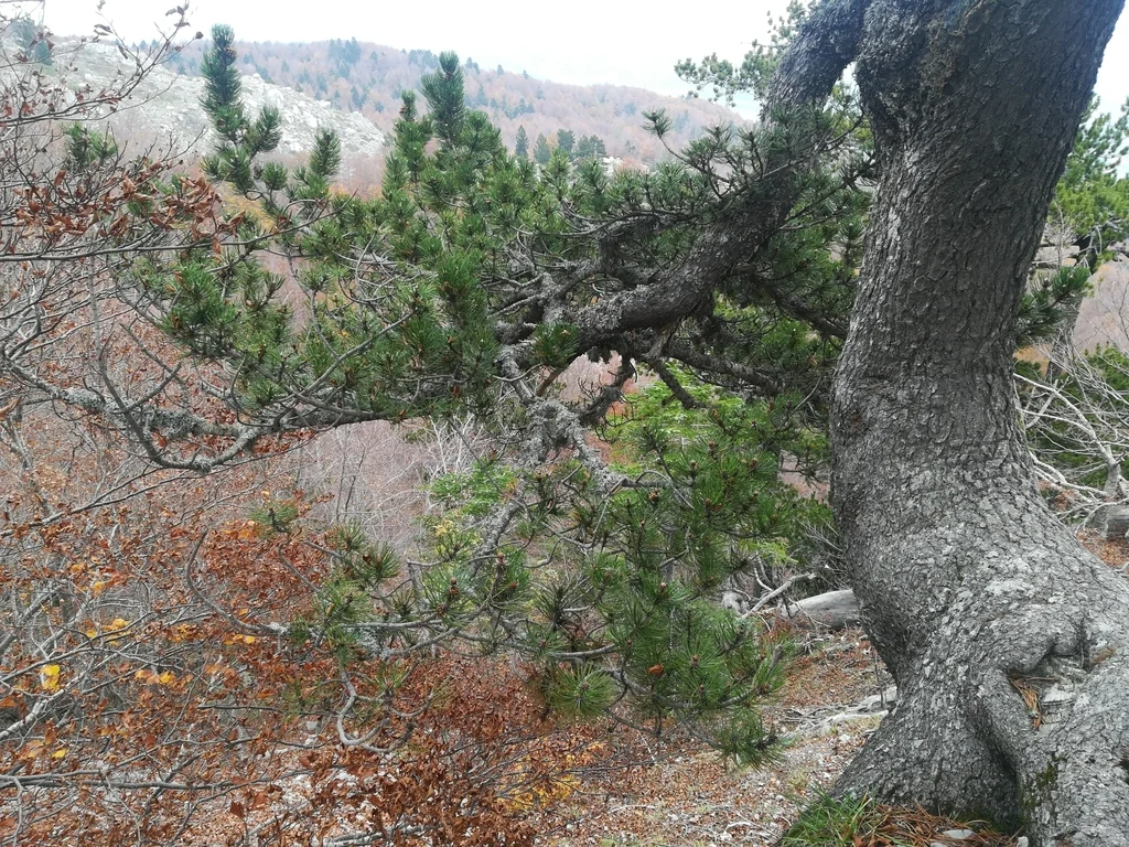 Pinus Heldreichii