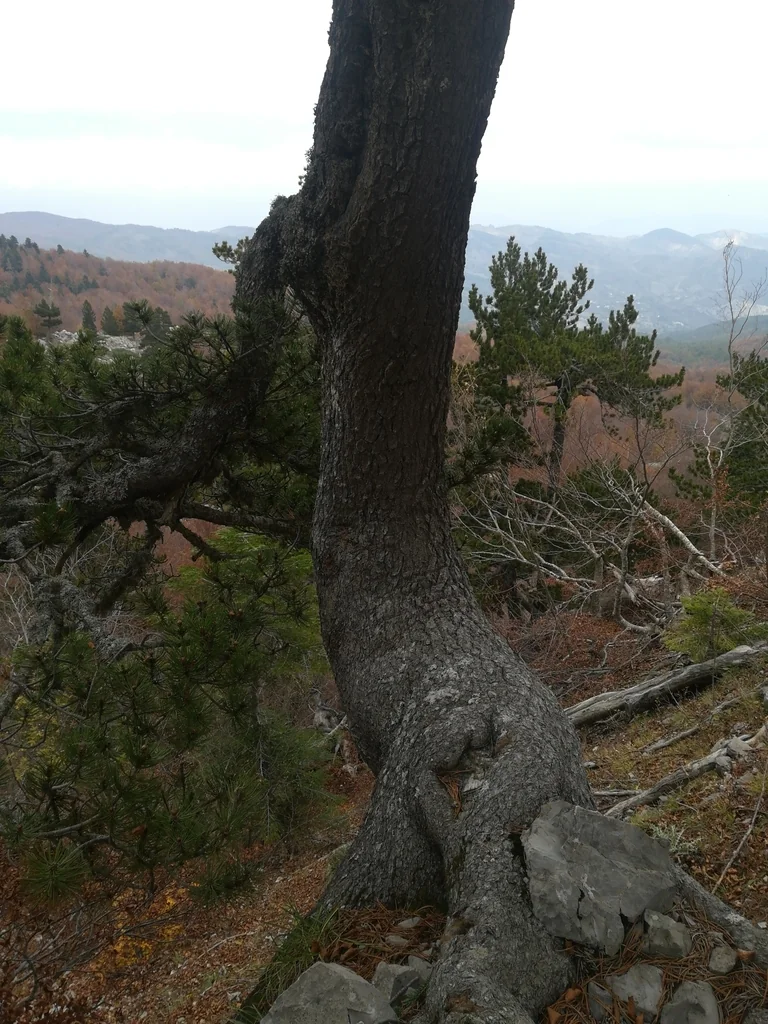 Pinus Heldreichii