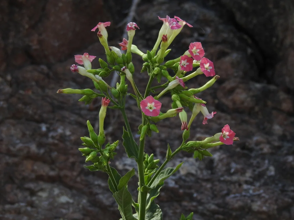 Nicotiana Tabacum