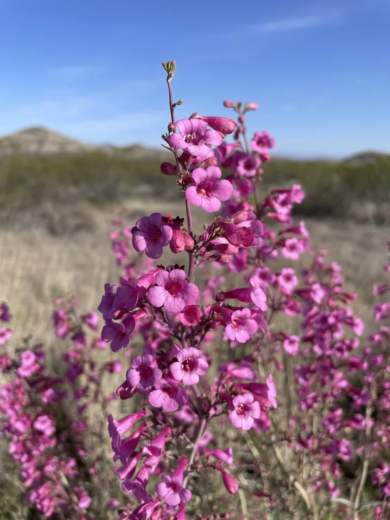 Penstemon Parryi