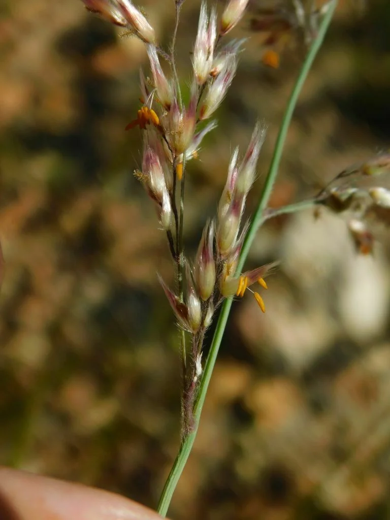Melinis Nerviglumis
