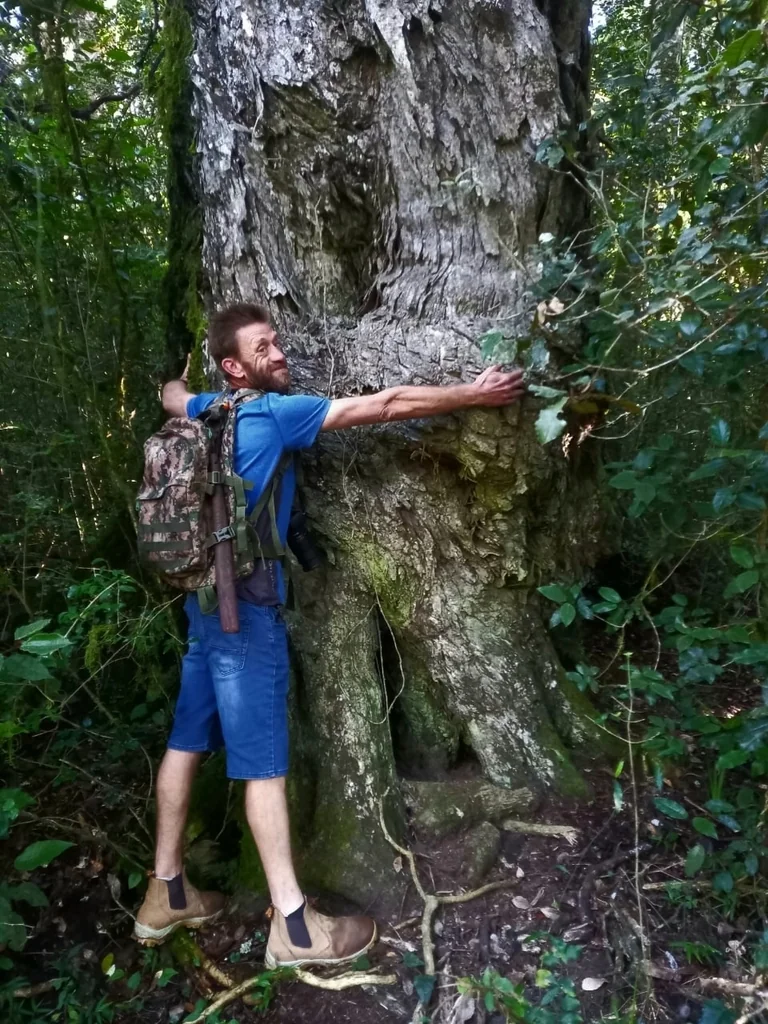 Afrocarpus Falcatus