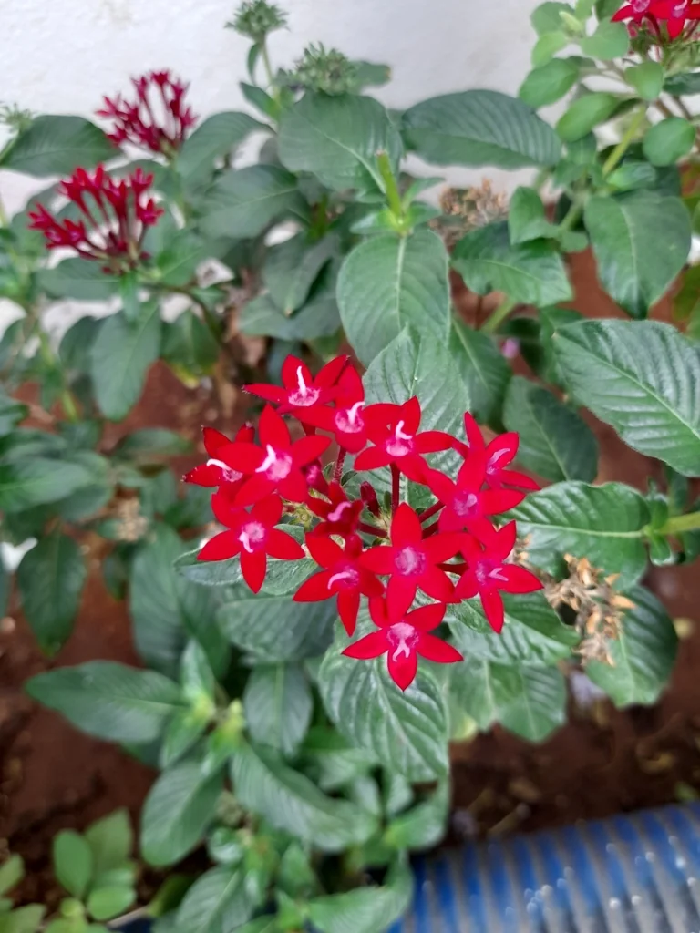 Pentas lanceolata