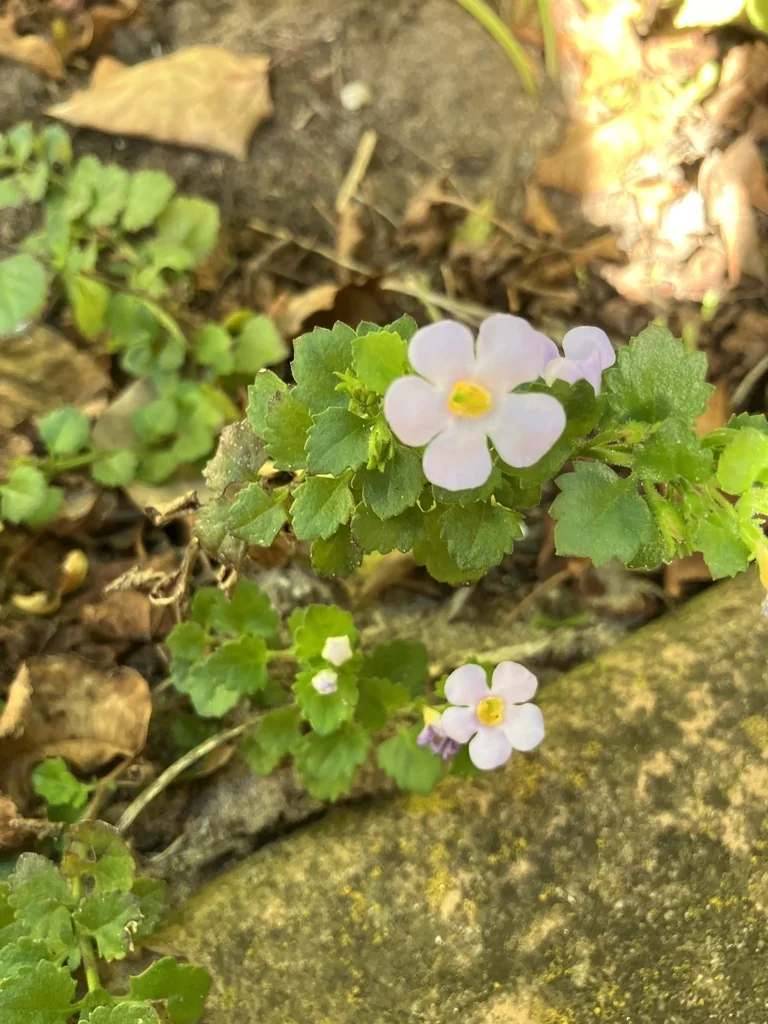 Sutera cordata