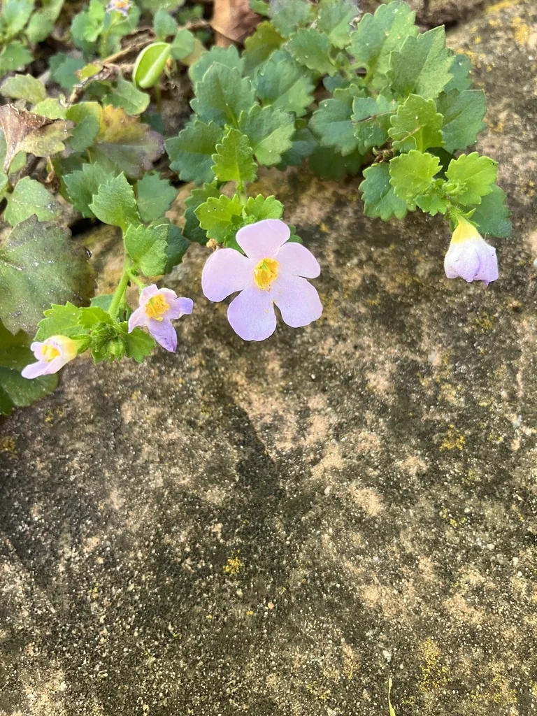 Sutera cordata