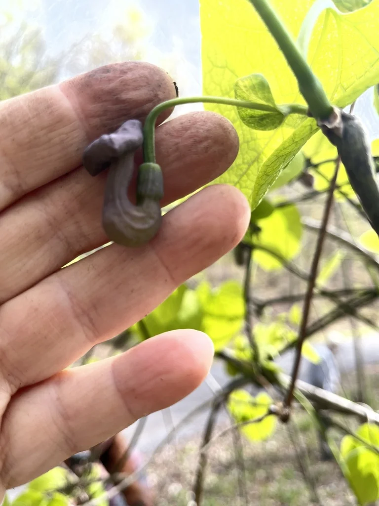Aristolochia Durior