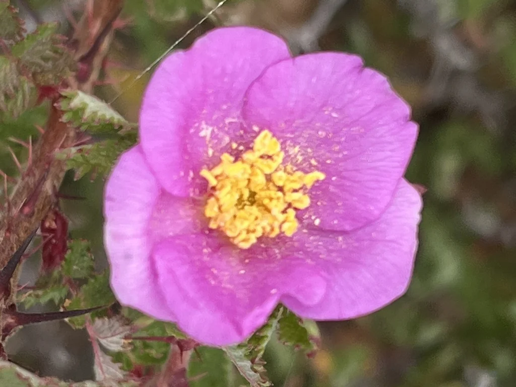 Rosa Minutifolia