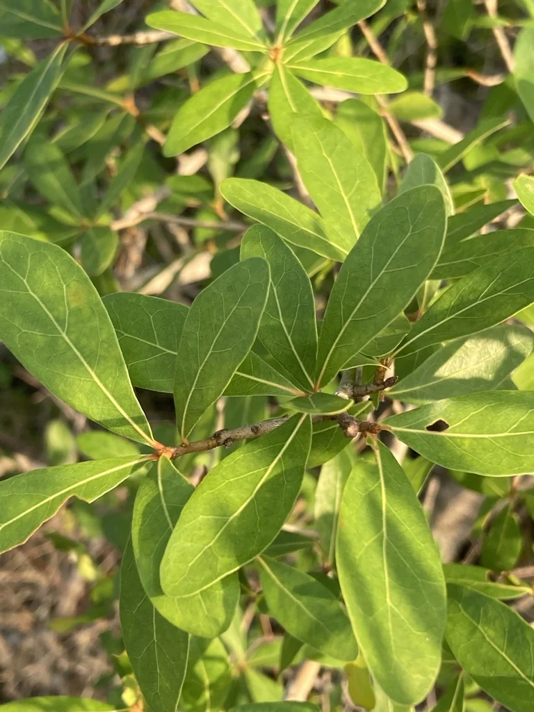 Quercus laurifolia