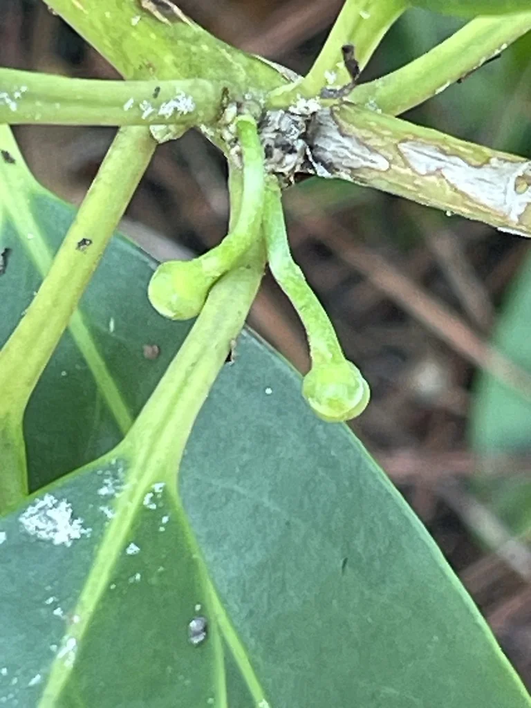 Illicium Floridanum