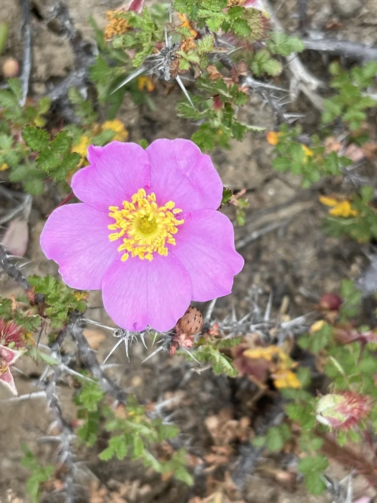 Rosa Minutifolia