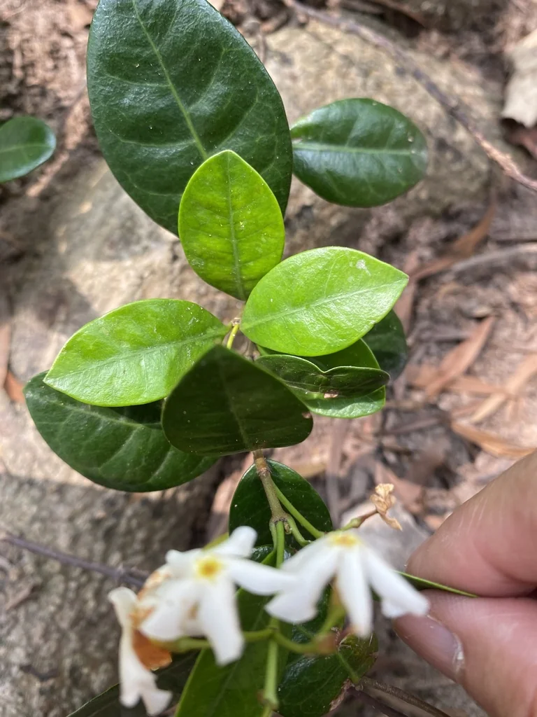 Trachelospermum Asiaticum