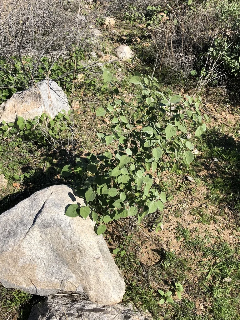 Abutilon Palmeri