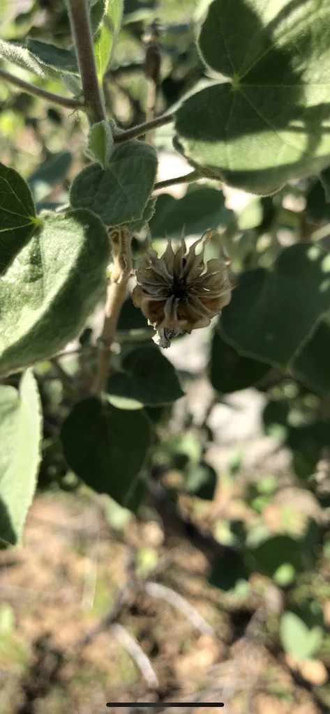 Abutilon Palmeri