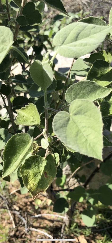 Abutilon Palmeri