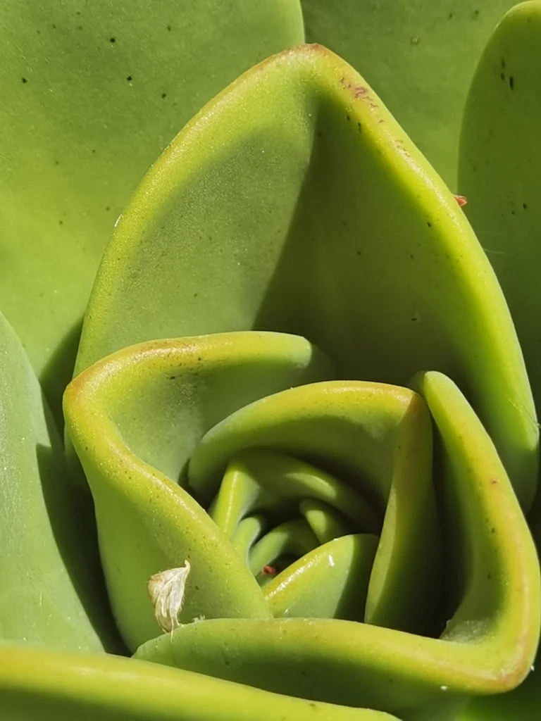 Aeonium Nobile