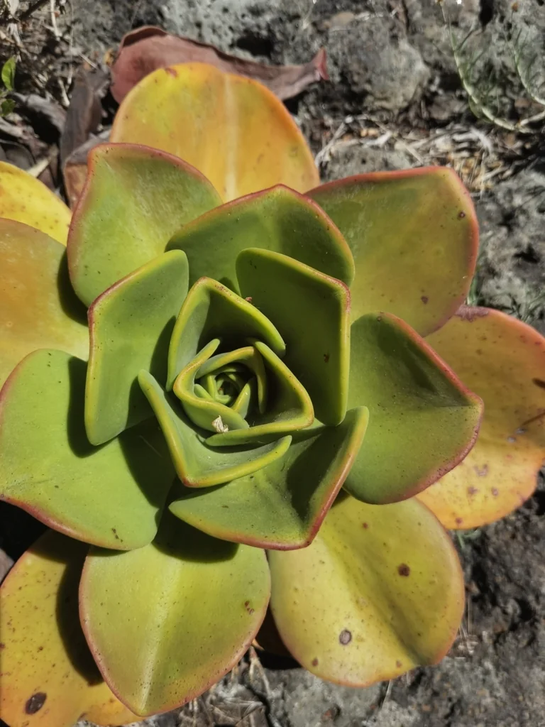 Aeonium Nobile